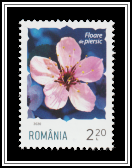 Peach Blossom