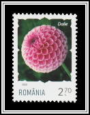 Dahlia