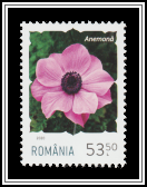Anemone
