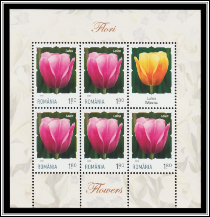 Tulip (Tulipa sp.)
