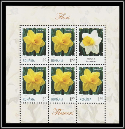 Daffodil (Narcissus pseudonarcissus)
