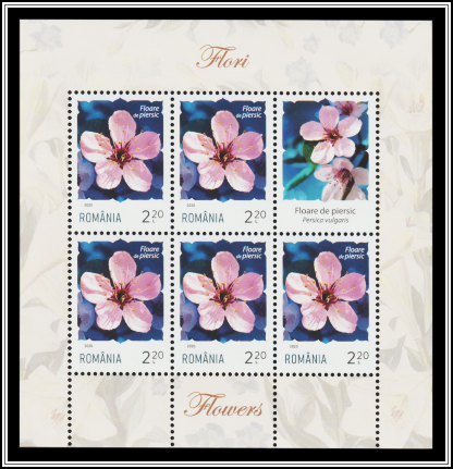 Peach Blossom (Prunus persica)
