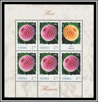 Dahlia (Dahlia sp.)