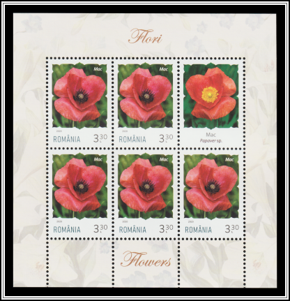 Poppy (Papaver rhoeas)