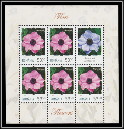 Anemone (Anemone coronaria)