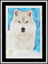 Arctic Wolf