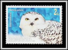 Snowy Owl