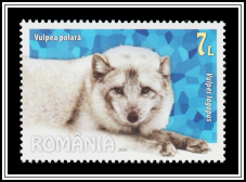 Arctic Fox