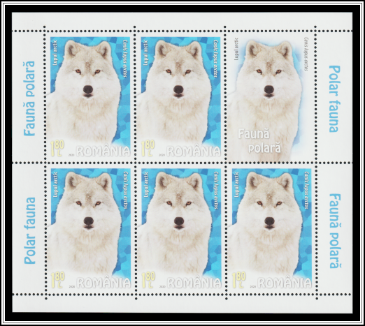 Arctic Wolf (Canis lupus arctos)