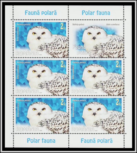 Snowy Owl (Bubo scandiacus)
