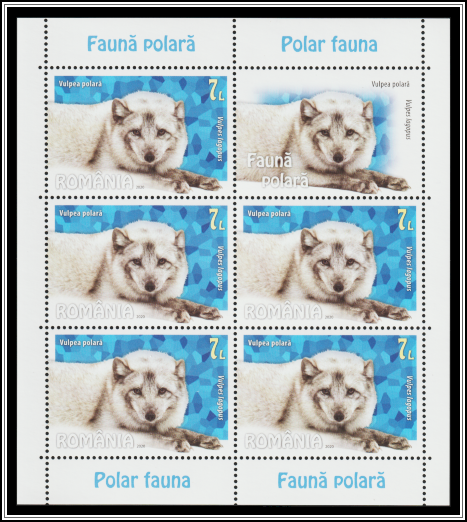 Arctic Fox (Vulpes lagopus)