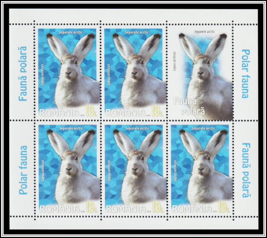 Arctic Hare (Lepus arcticus)