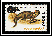 Egyptian Mongoose