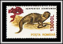 Egyptian Mongoose