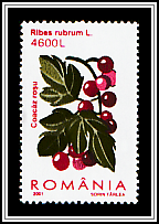 Red Currant