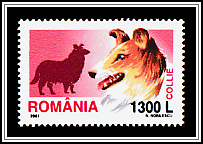 Collie