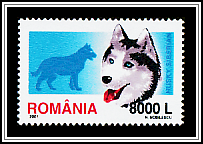 Siberian Husky