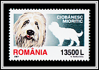 Romanian Shepherd