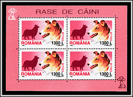 Collie