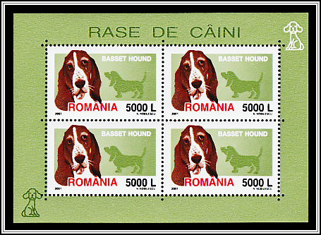 Basset Hound