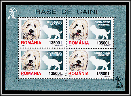 Romanian Shepherd