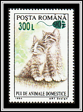 Kittens