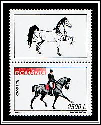 Dressage