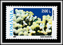Finger Coral