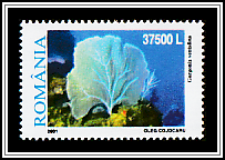 Purple Sea Fan