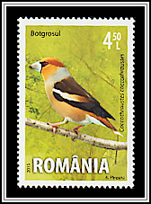 Hawfinch