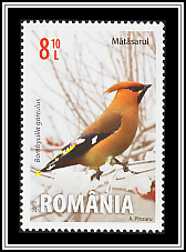 Bohemian Waxwing