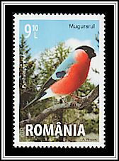 Eurasian Bullfinch