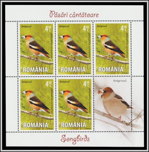Hawfinch (Coccothraustes coccothraustes)