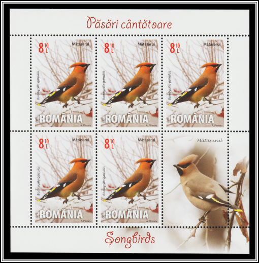Bohemian Waxwing (Bombycilla garrulus)