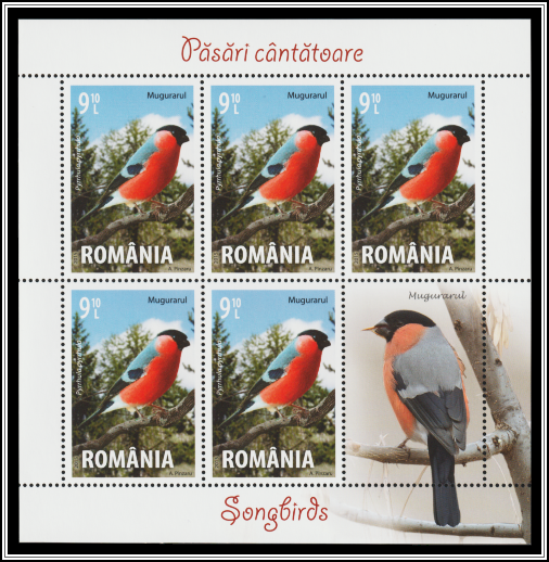 Eurasian Bullfinch (Pyrrhula pyrrhula)