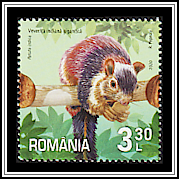 Indian Giant Squirrel
