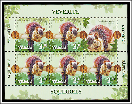 Indian Giant Squirrel (Ratufa indica)