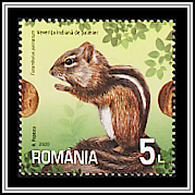 Indian Palm Squirrel