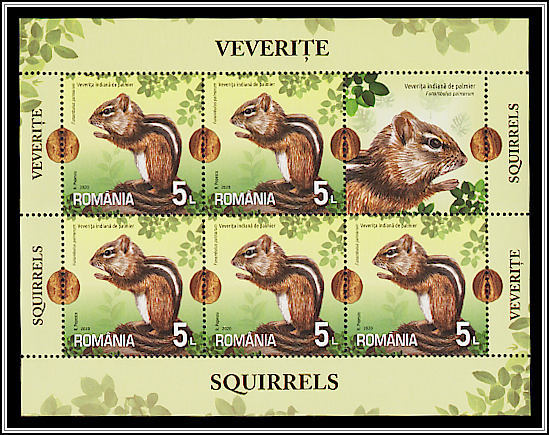 Indian Palm Squirrel (Funambulus palmarum)