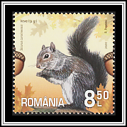 Eastern Gray Squirrel