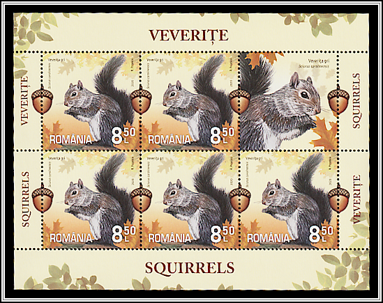 Eastern Gray Squirrel (Sciurus carolinensis)