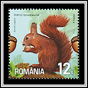 Red Squirrel