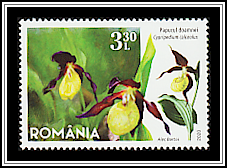 Lady’s-slipper Orchid