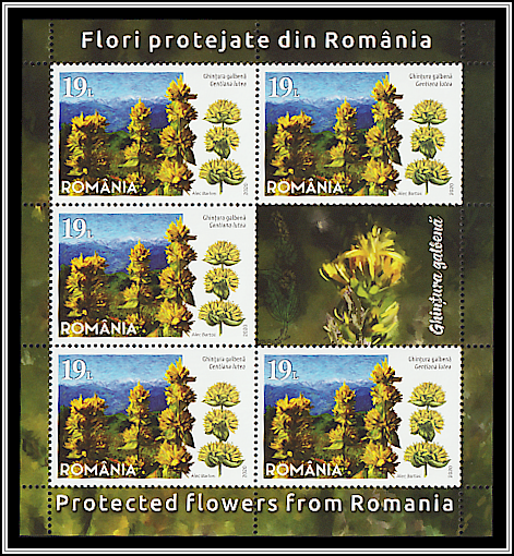 Great Yellow Gentian (Gentiana lutea)