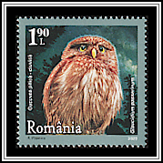 Eurasian Pygmy Owl