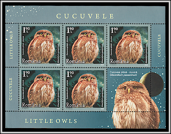 Eurasian Pygmy Owl (Glaucidium passerinum)