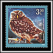 Little Owl