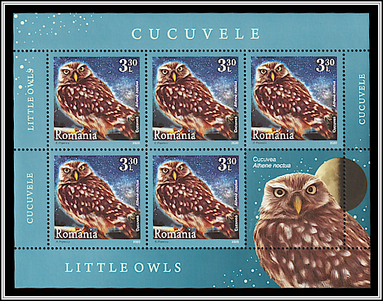 Little Owl (Athene noctua)