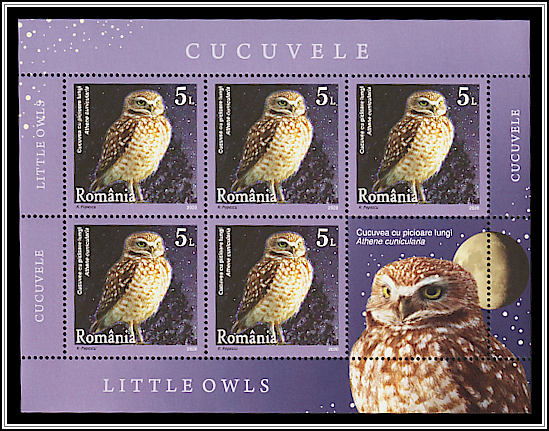 Burrowing Owl (Athene cunicularia)