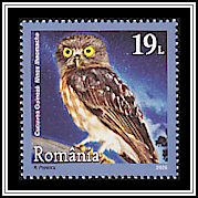 Jungle Hawk Owl
